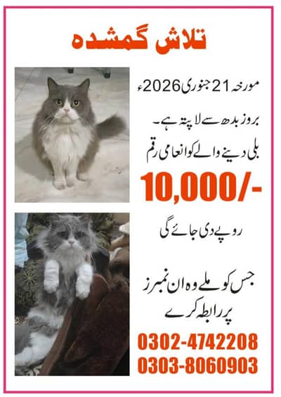 cat missing hui hai ghr ki cat hai 7 saal sy pas thi