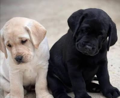 labrador puppies 03425655411