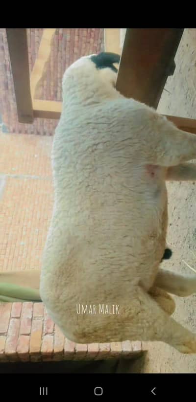 VIP quality duba for sale