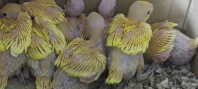 Pahari chiks for sale