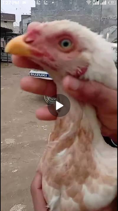 Aseel green eyes female egg lying WhatsApp03195355379 p