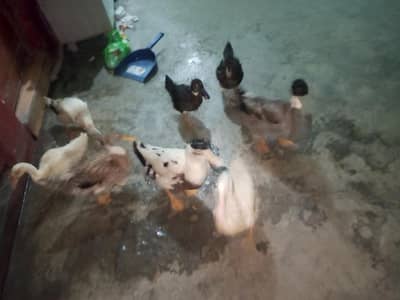 high home breed 2 duck big breeder pair 4 small 1 female 3 males