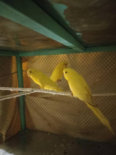 3 periot  03070457219 watsup