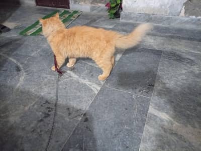 A loving brown Persian cat