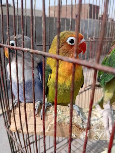 love birds full tame 2 piece