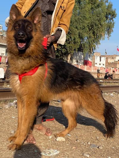 German Shepherd dog for sale