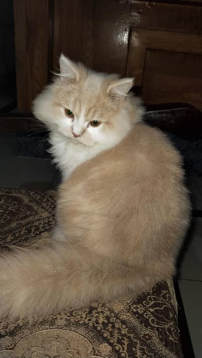 Persian Cat
