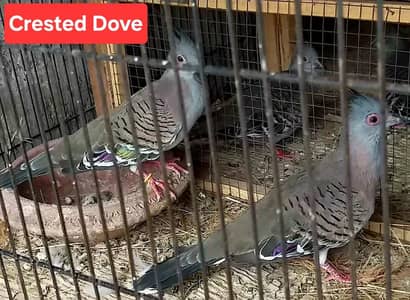 Crested  Dove  Pairs   ( Delivery  All  Pakistan )