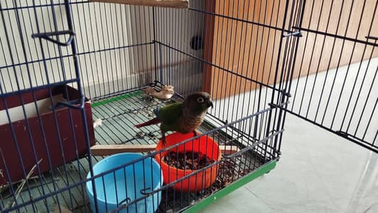 Green-cheek Conure with Big Cage
