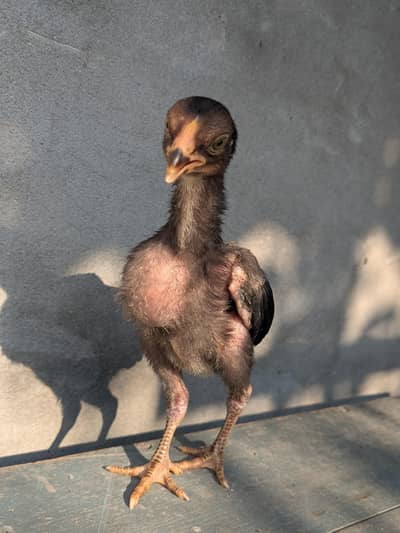 Quality checks Thai Vietnam