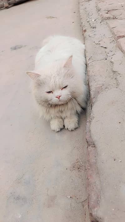 Persian cat fully train