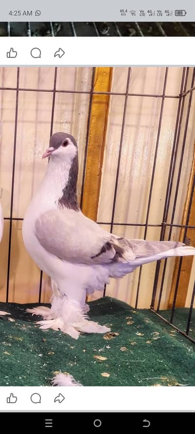 American fentail. . jerman line . homer saddle