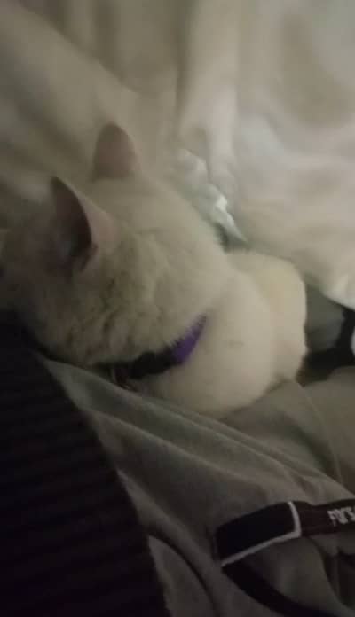 Urgent sell Gorgeous White Cat with Blue eyes