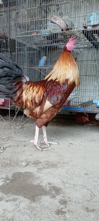 healthy & active good saiz good health