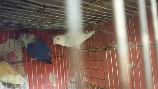 love birds breeder for sale
