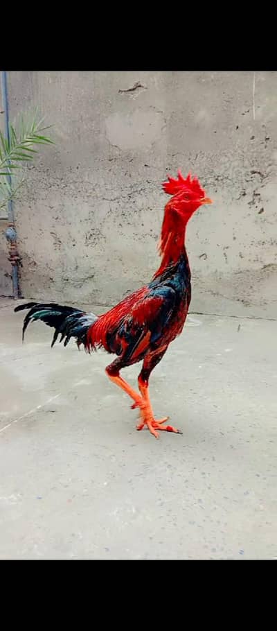 pure Imported Burme Back footer+free kick