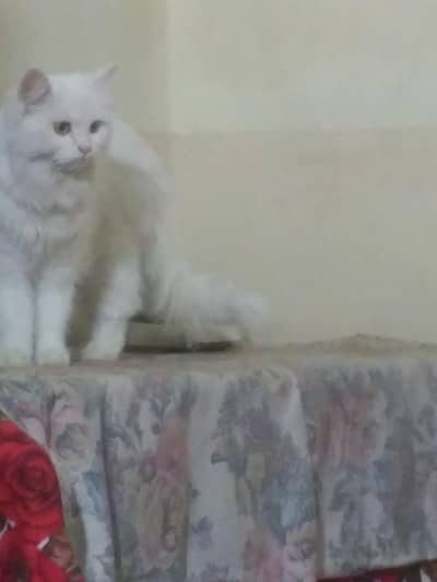Brand New Persian Cat Male