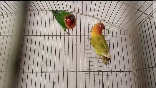 Lovebirds Pair.