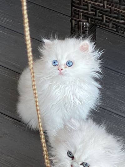 pure persian kitten. ( contact me on whatsaap )