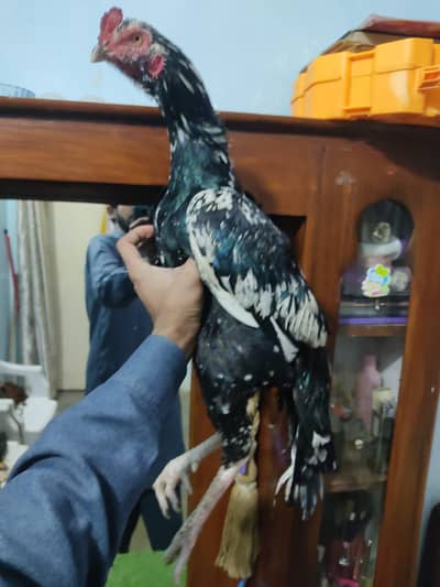 high quality lasani patha for sale