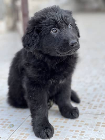 Female German shepherd puppy(Jet black)