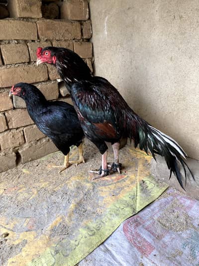 mushka lasani full band hay steel wajood may hay 29 mohra hay