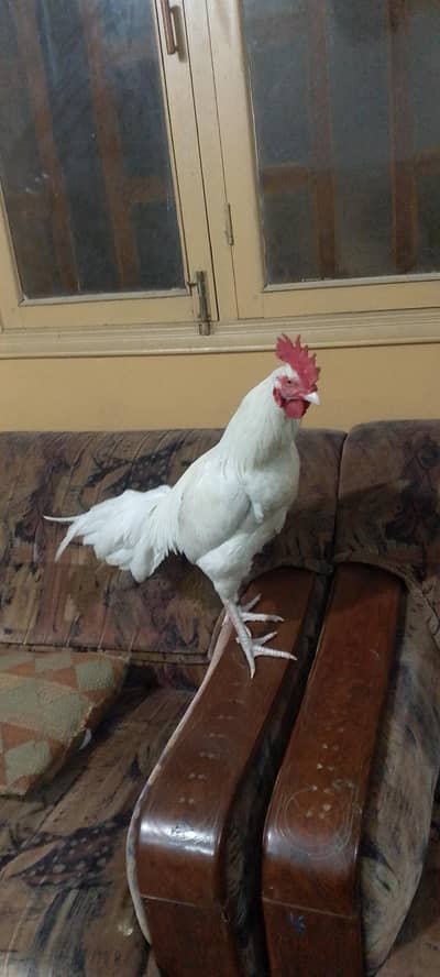 pure benghum paper white patha for sale