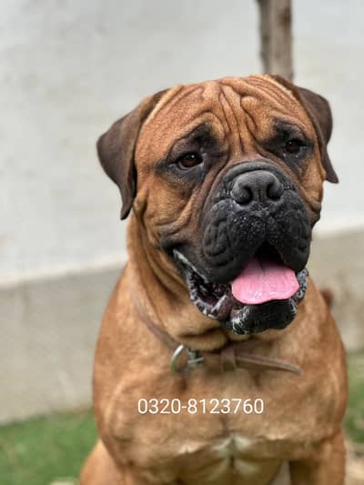 Bullmastiff male
