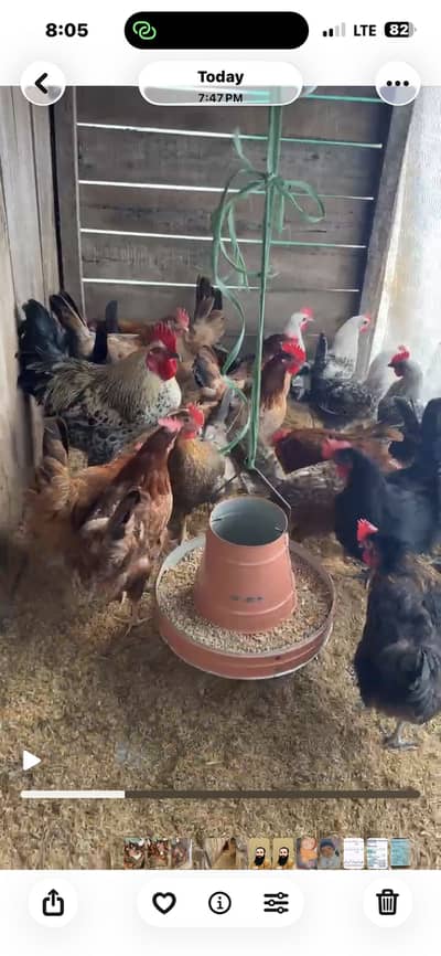 Golden misri hens lying eggs daily