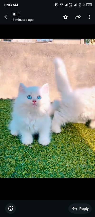 Persian cat 2 month age My WhatsApp number 03314189217 for sale