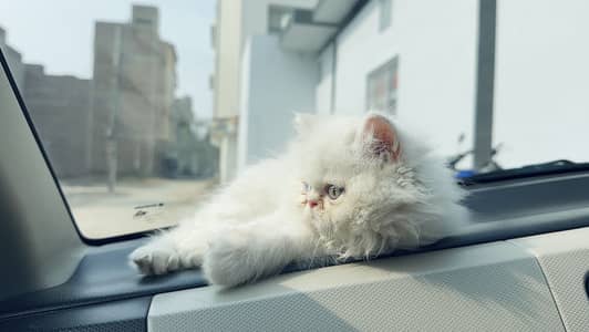 Persian punch face triple coat odd eyes kitten with care accessories