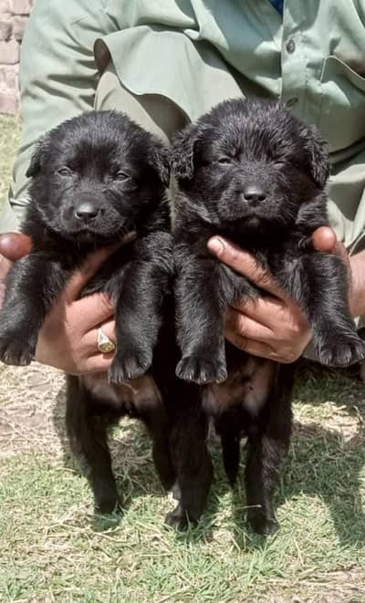 German shepherd puppies / puppy / GSD pup / biack german shepherd
