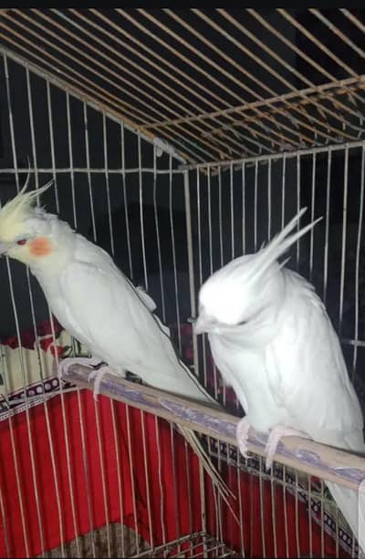 INO Male CREAM Female. breeder pair.