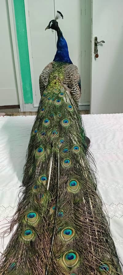 Peacock Stuffed Decoration