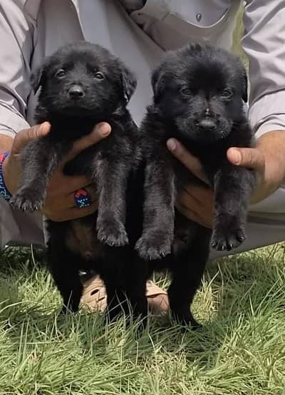 German shepherd | GSD | black German Pair | black Long coated dog