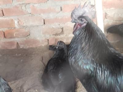 Healthy Breeder,gry ten