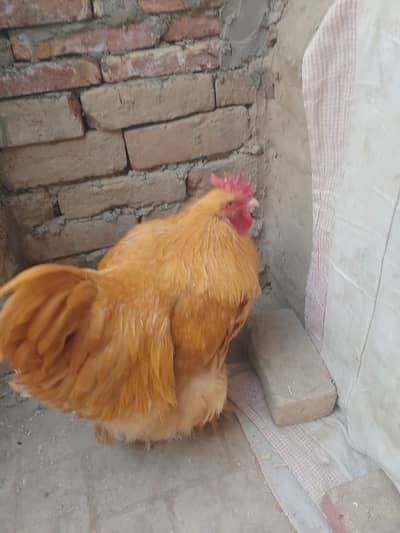 golden buff young male