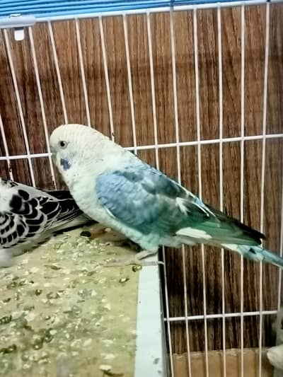 Black wing voilet opaline - Breeder Male
