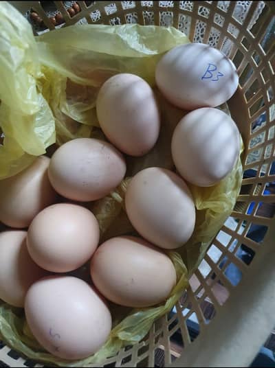 Fresh Heera , mushki Aseel  eggs for sale