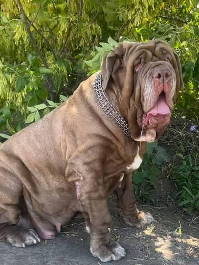 IMPORTED NEAPOLITAN MASTIFF PUPPIES ARE AVAILABLE FOR BOOKING