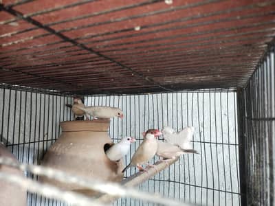 I'm urgently selling my Fawn java breeding setup