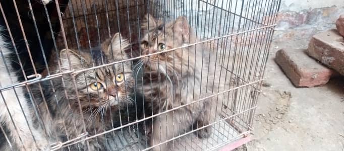 Persian cat pair triple coat