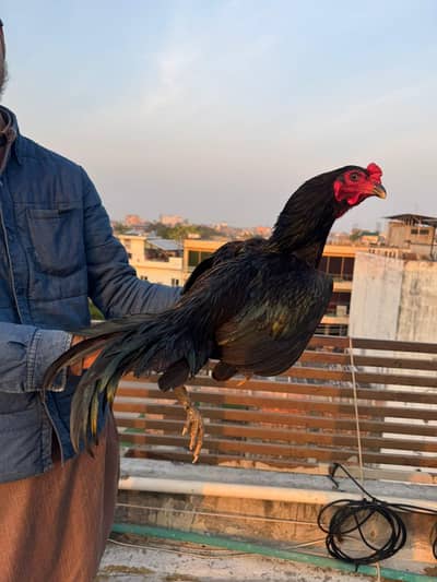 Pure Thailand (Imported Bread) Top Quality Breaders