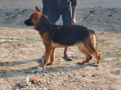 GERMAN SHEPHERD YOUNG MALE