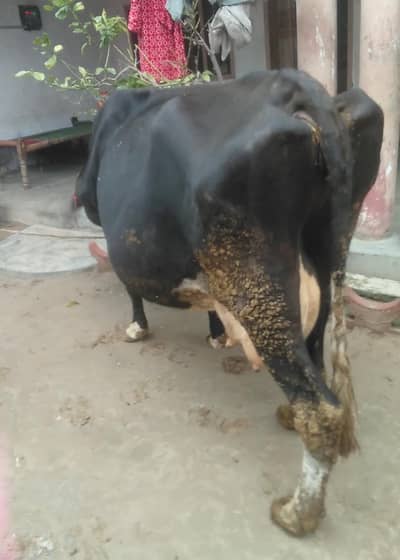 Pure frezon cow dood record 22 kg