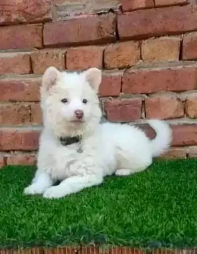 Russian puppy dog for sale