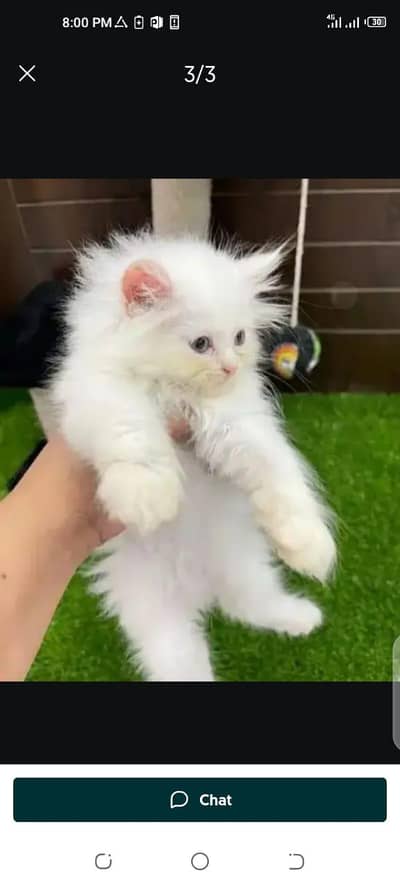 Persian cat 2 month age My WhatsApp number 0323.88. 11.932for sale