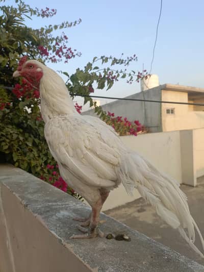 100% Paper White Aseel Murga