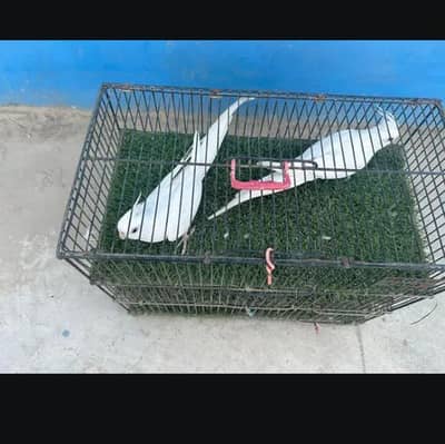 ENO cocktails breeder pair