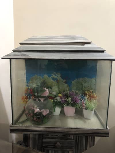 Fish Aquarium